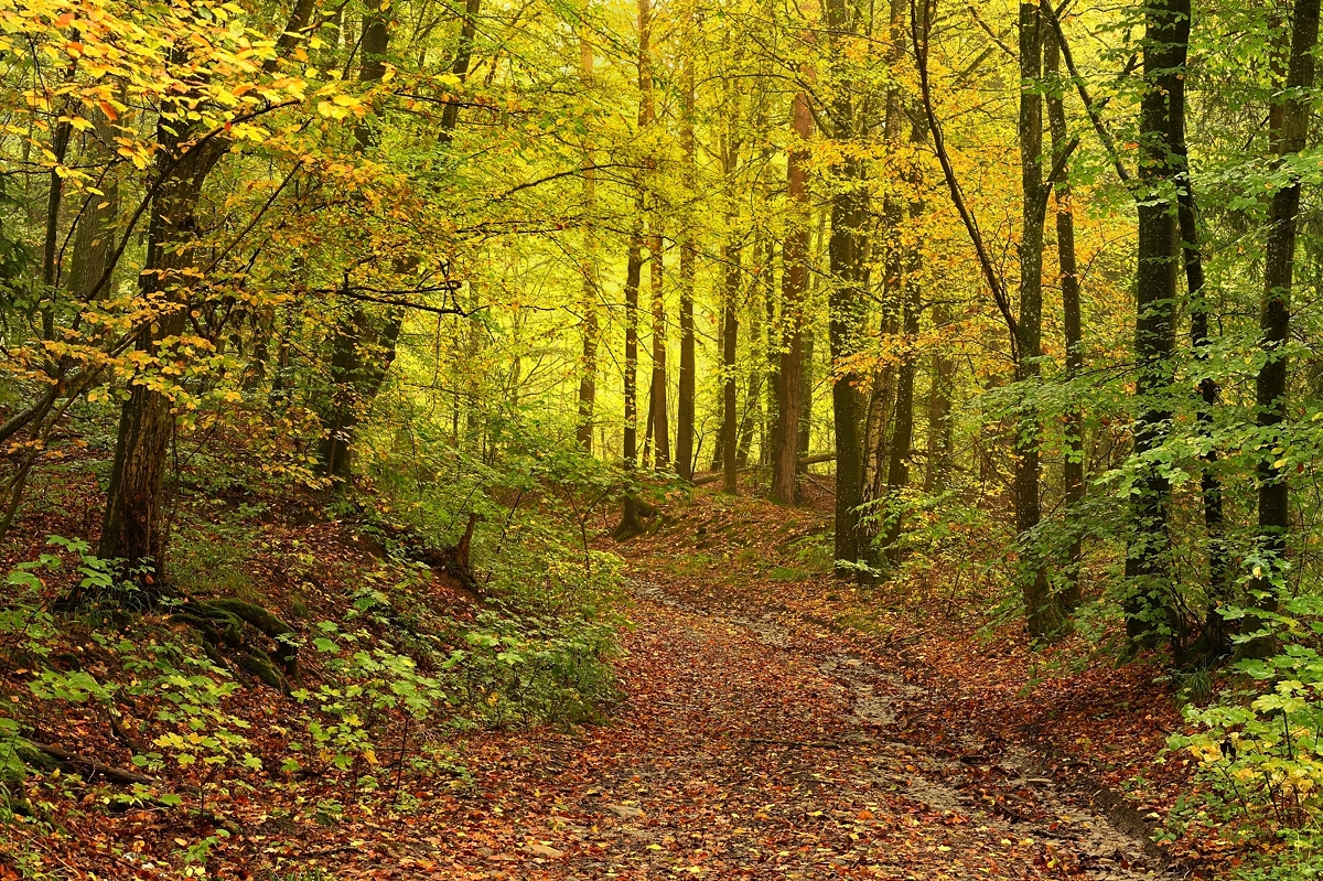 Herbstwald