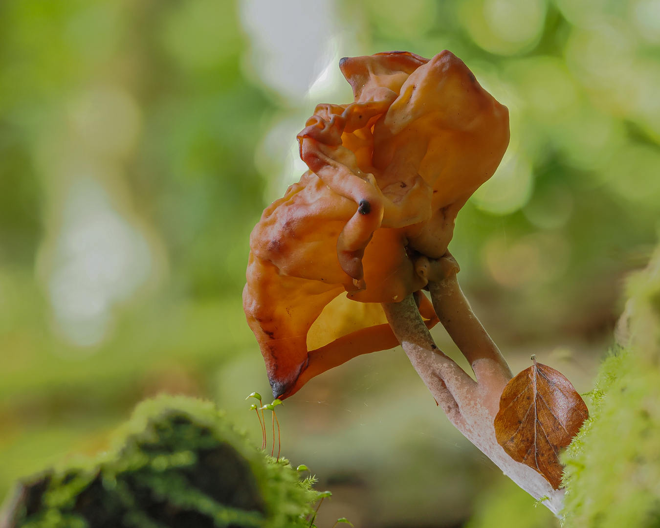 Moosfressende Bischofsmütze (Paragyromitra infula)