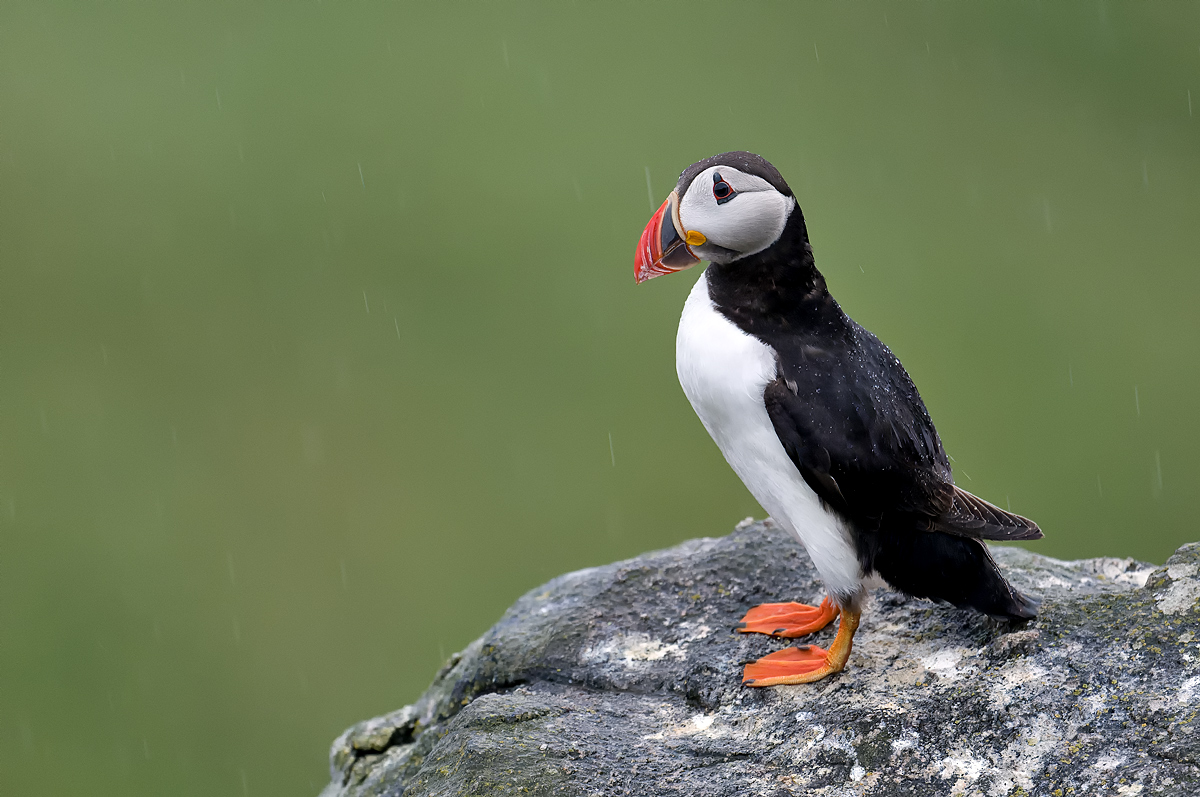 Rain-Puffin