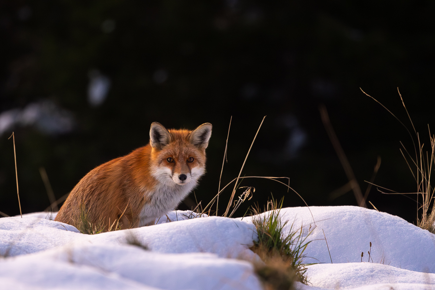 Bergfuchs