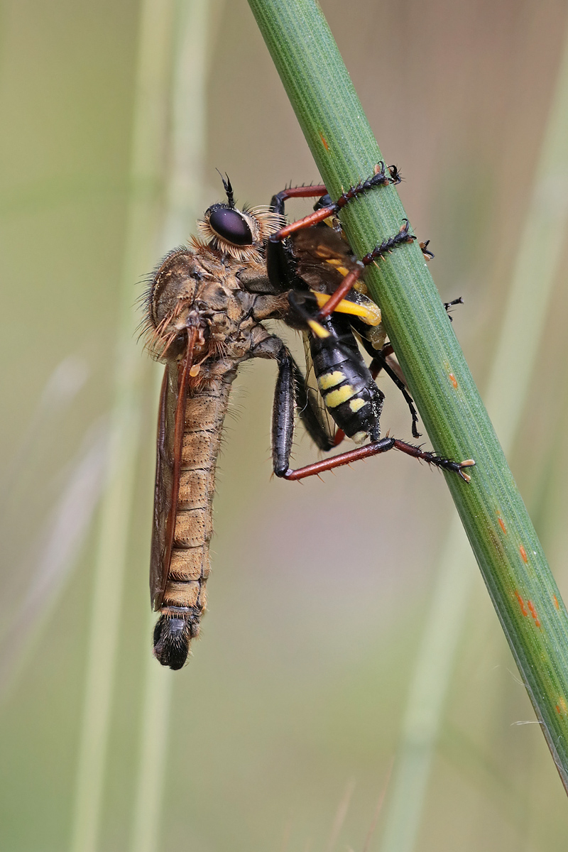 Raubfliege mit Opfer