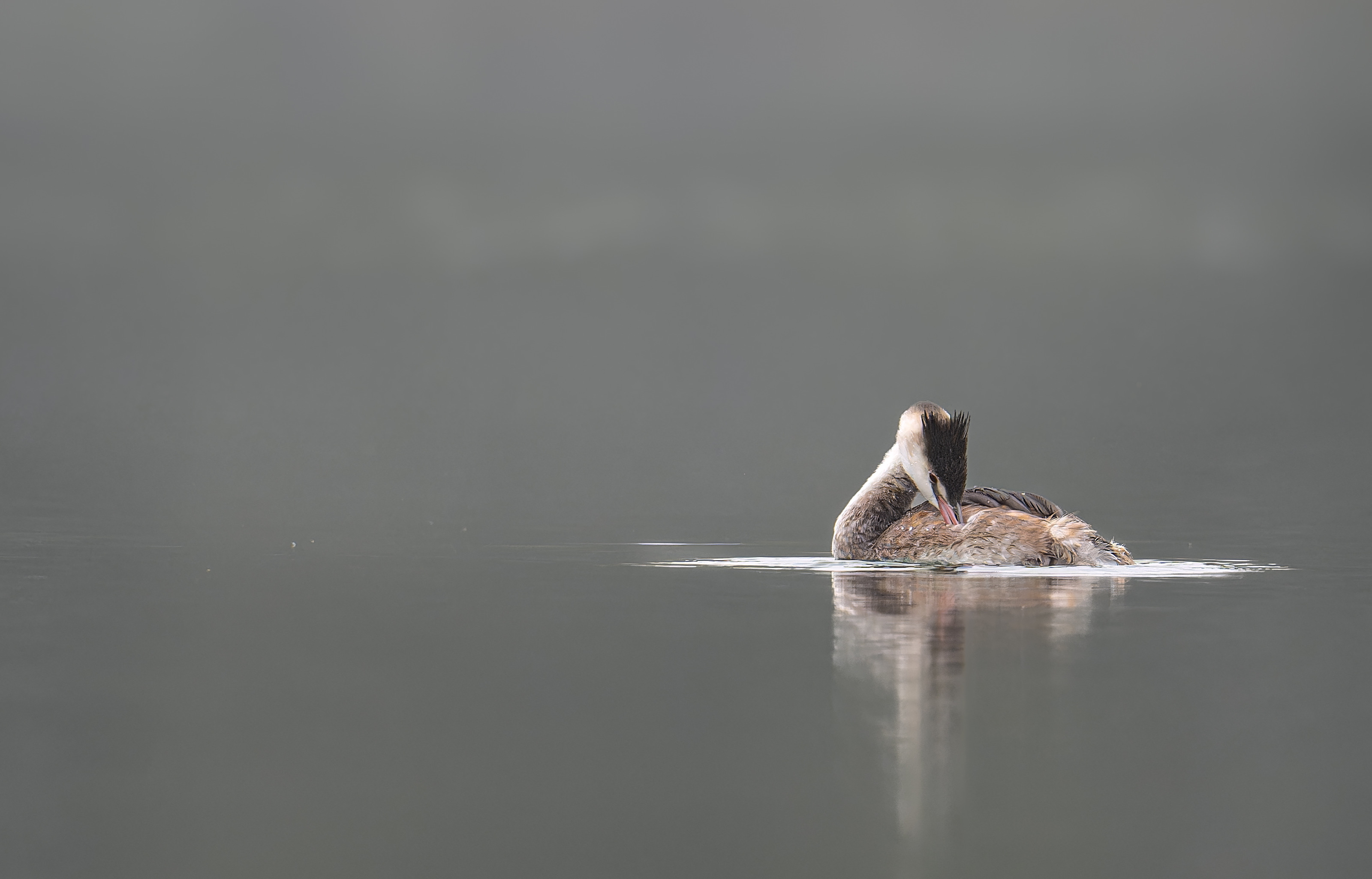 Nebel am See