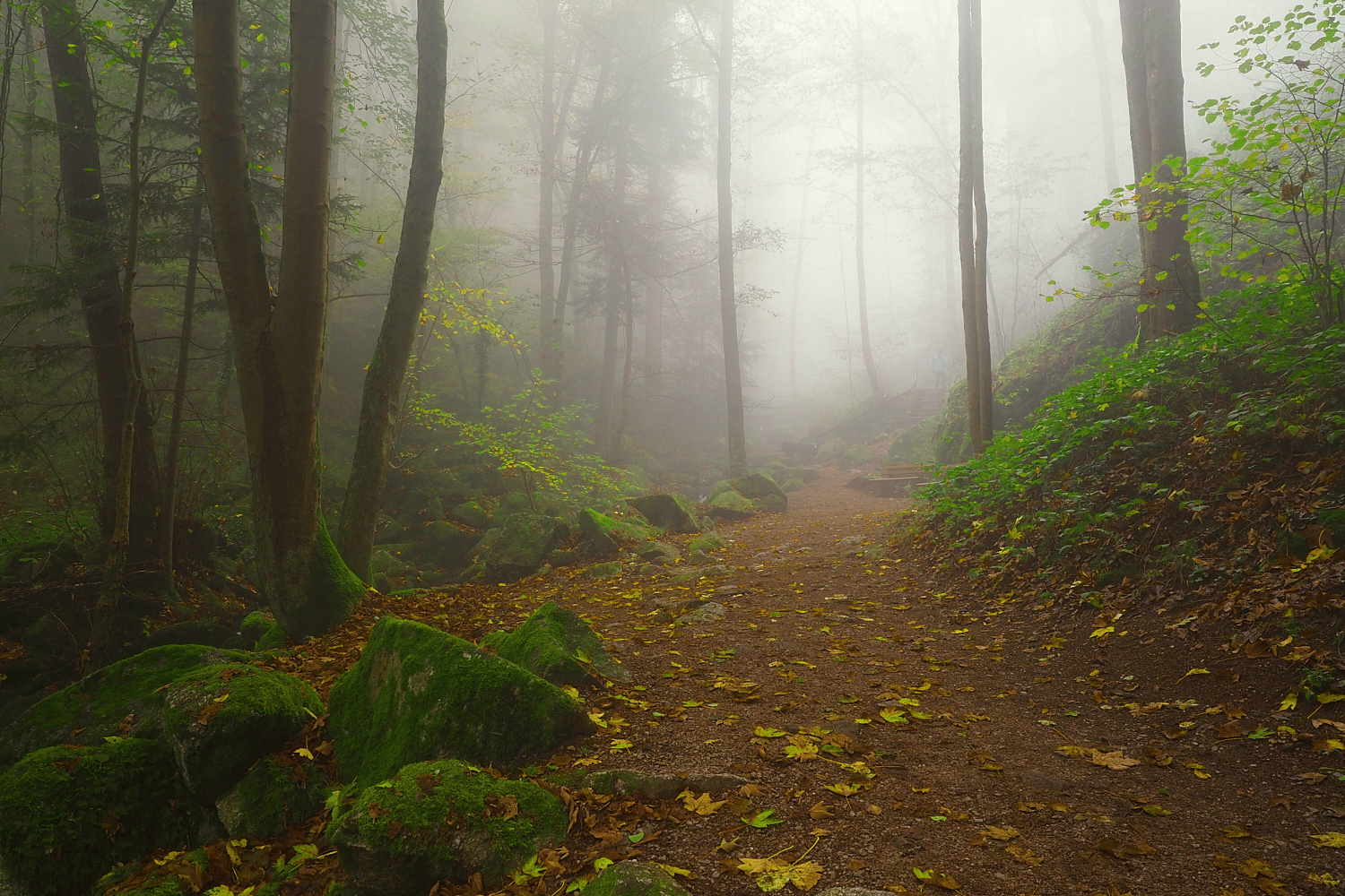 Herbstlicher Nebelweg