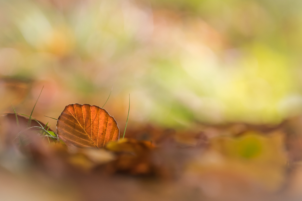 Herbstzeit=Laubzeit