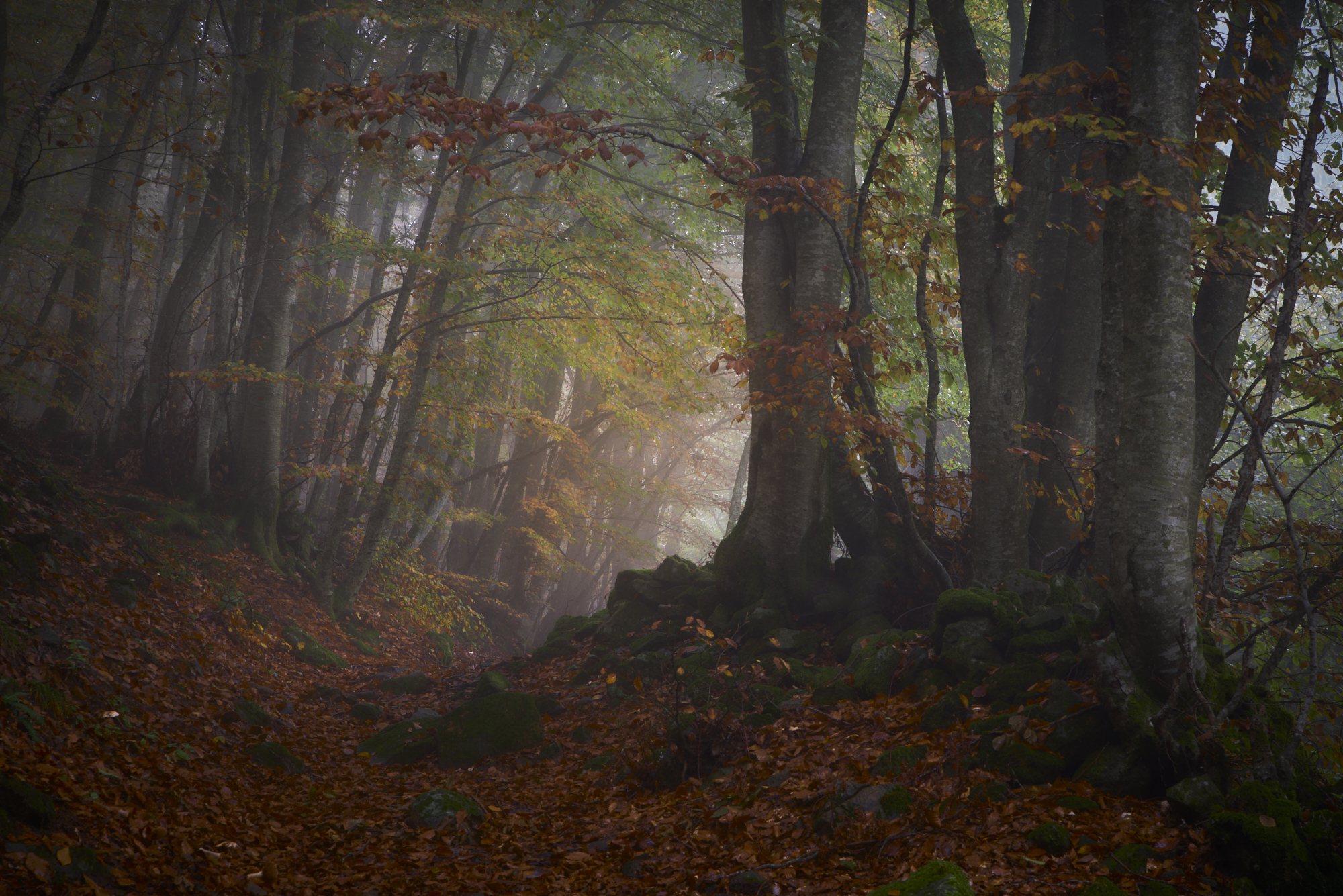 Regen und Nebel