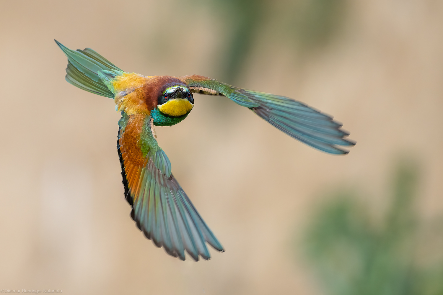 Bienenfresser im Flug