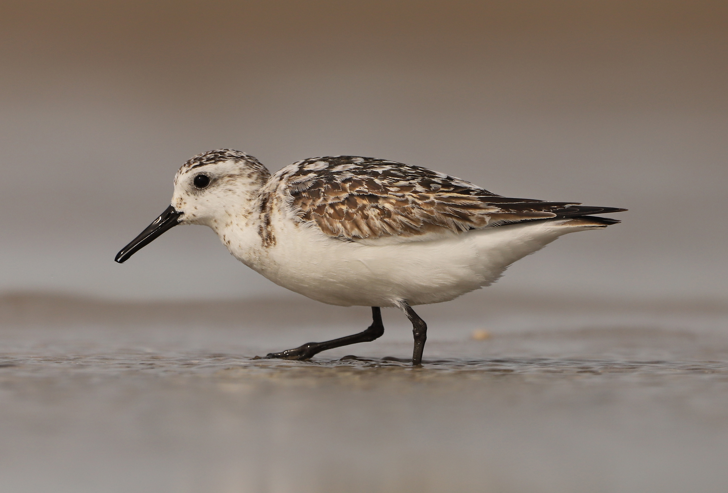 Sanderling