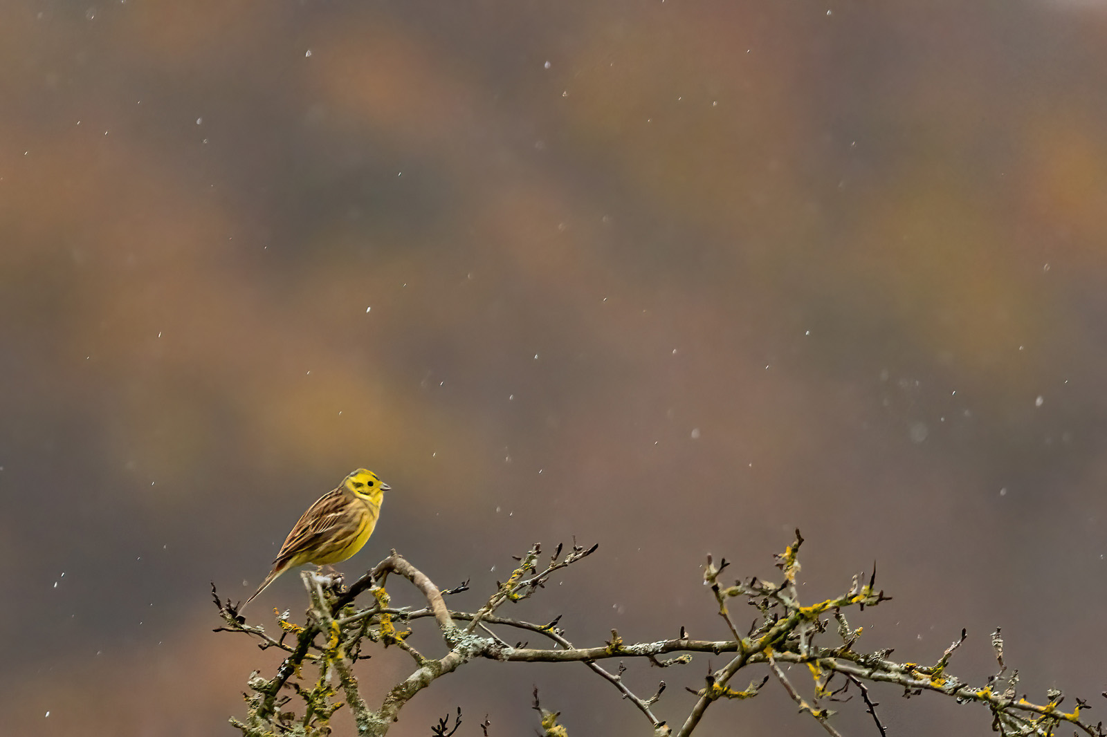 Goldammer im Regen