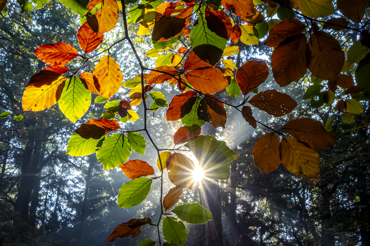 Heute morgen im Wald