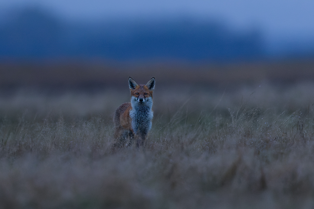 typisch Fuchs