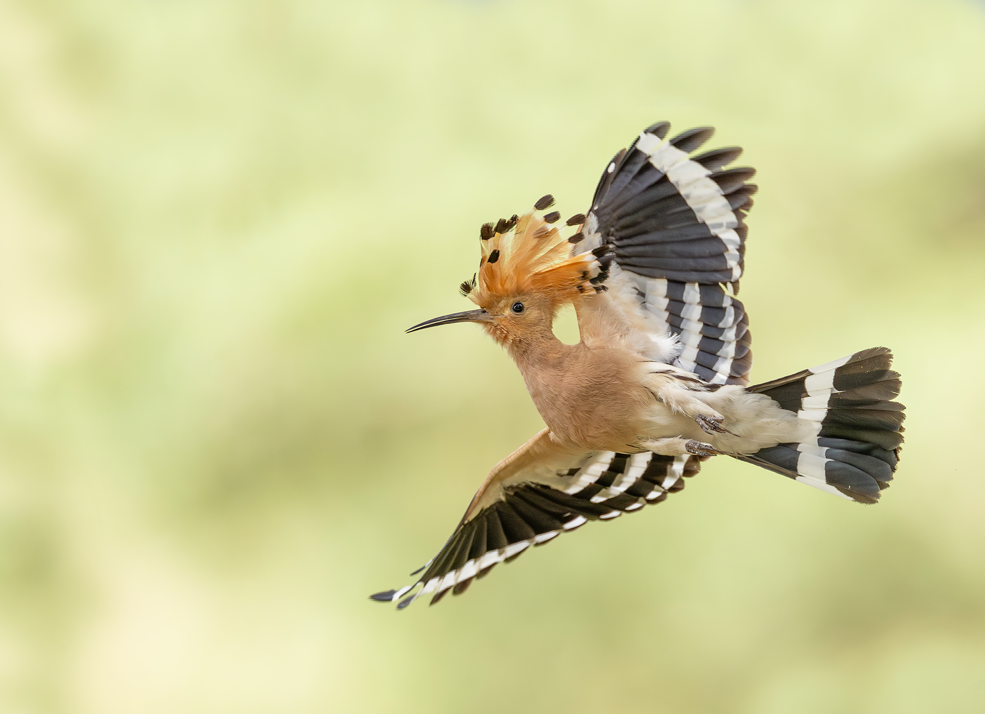 Wiedehopf Abflug von Bruthölle