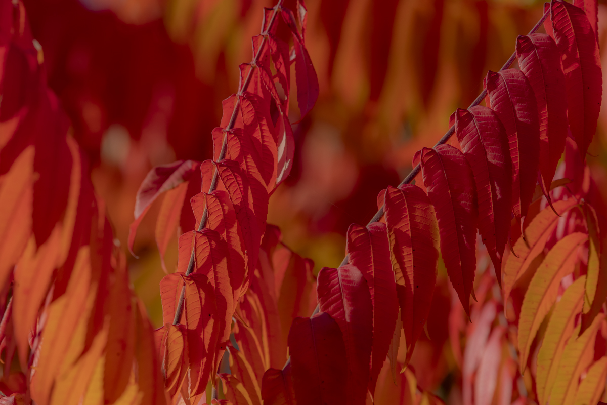 Essigbäume im Herbstkleid