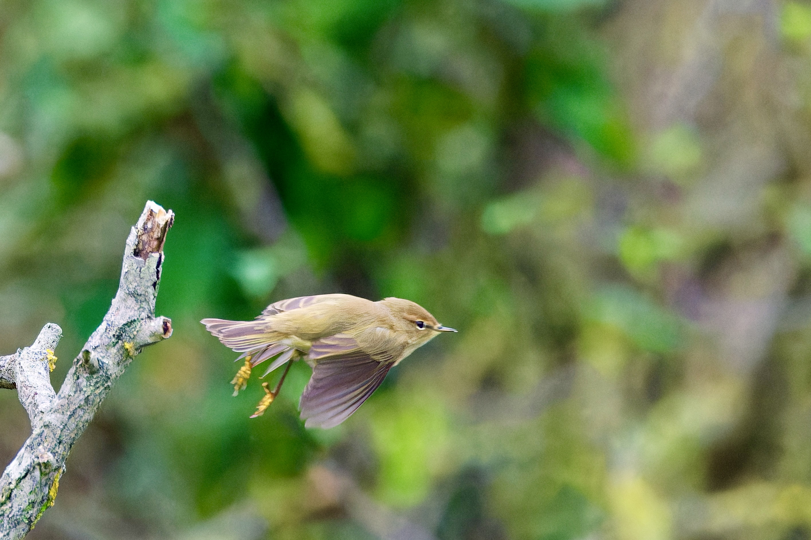 Der Vogel mit dem schwer auszusprechenden Namen