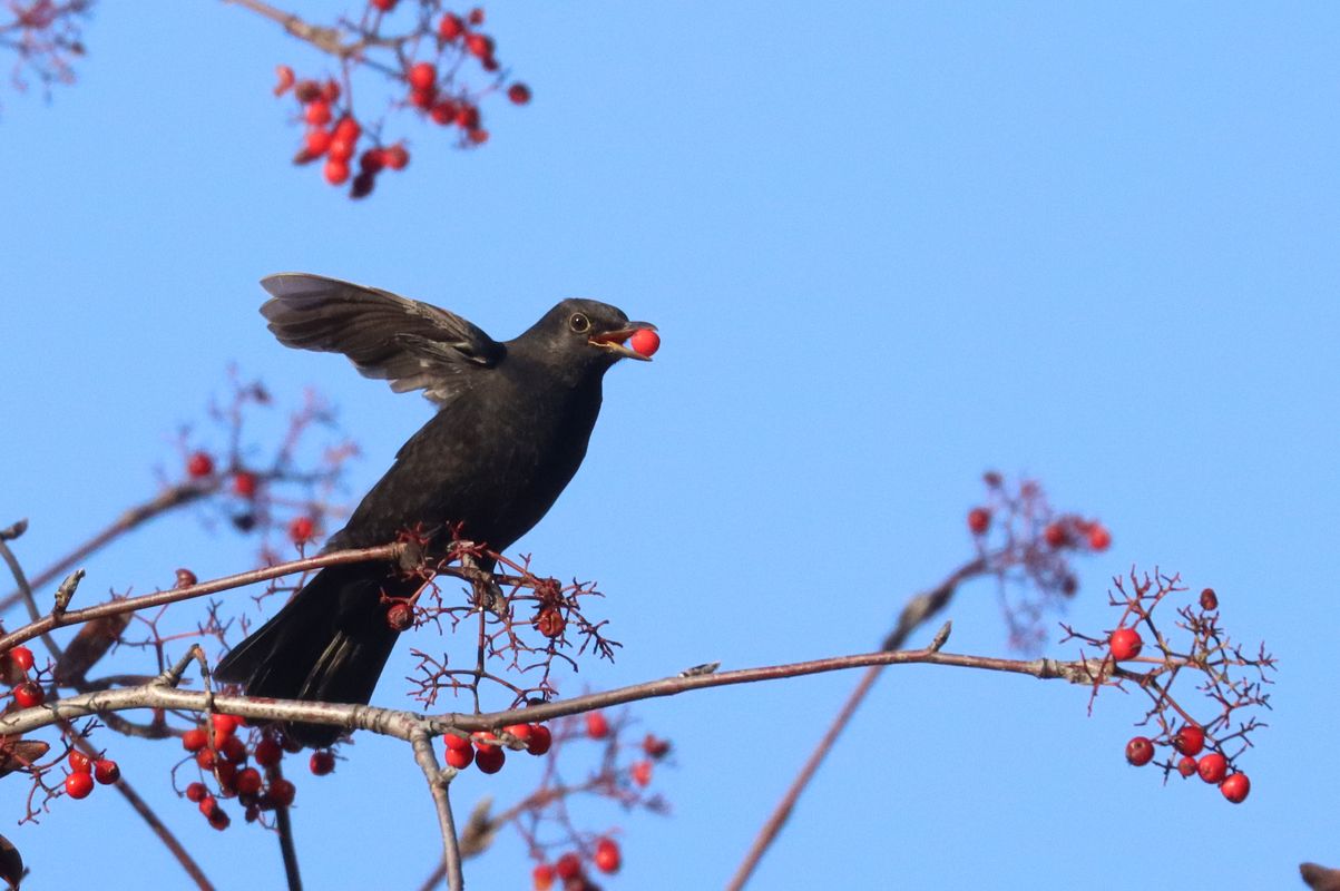 Amsel an Vogelbeeren