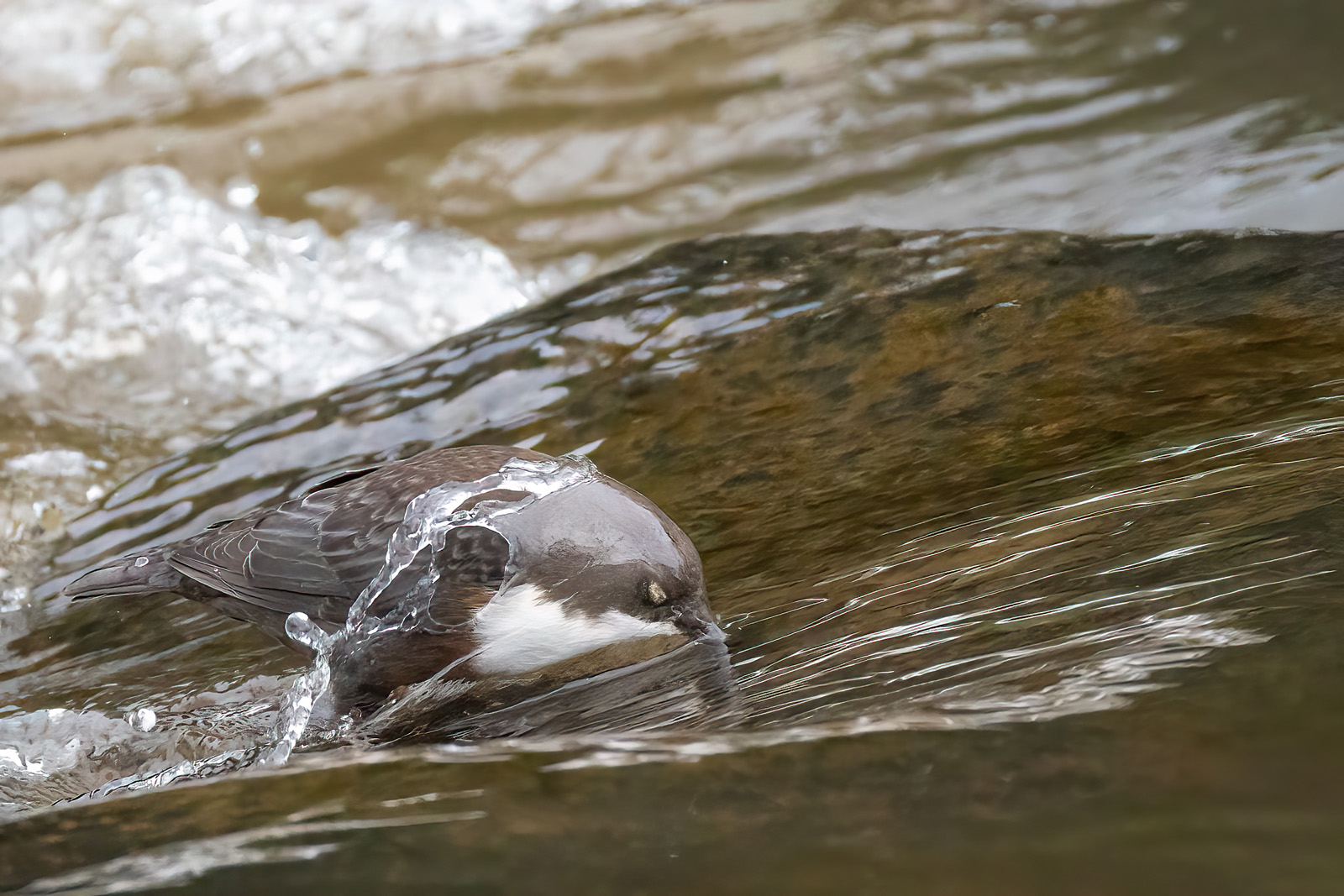 Die Oberflächenspannung des Wassers