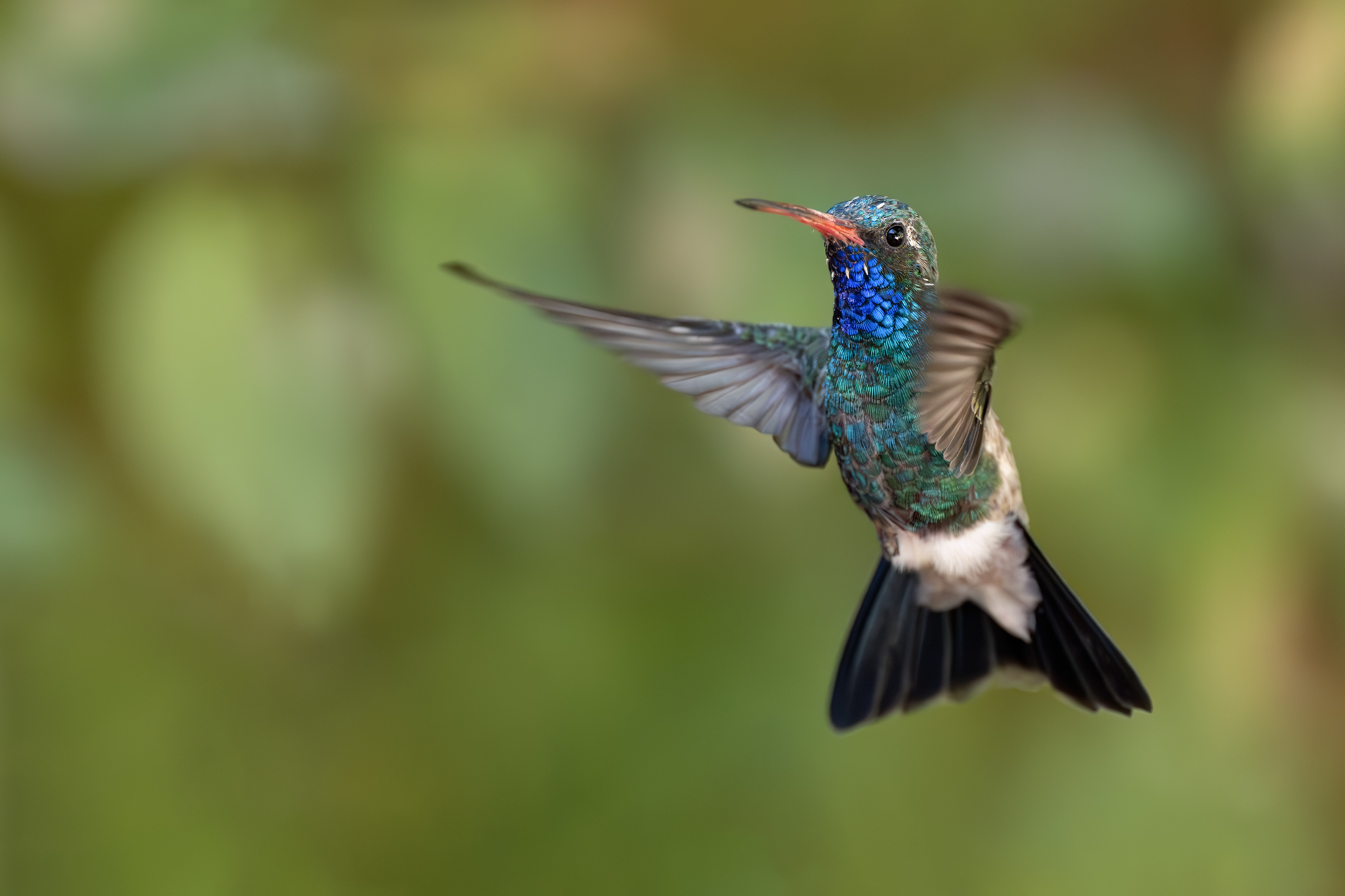 Breitschnabelkolibri / Broad-billed hummingbird