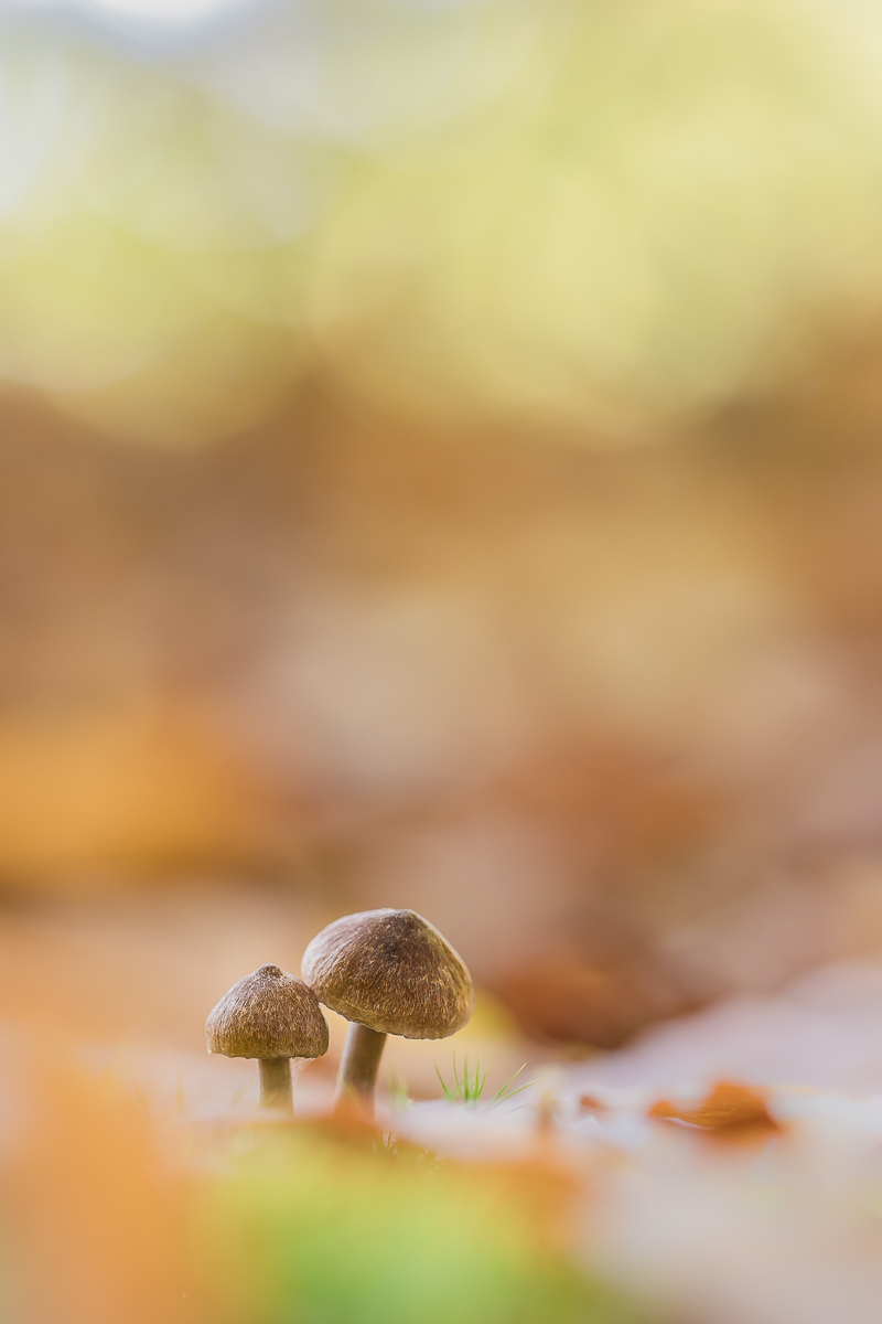 Ein Pärchen im Blätternebel