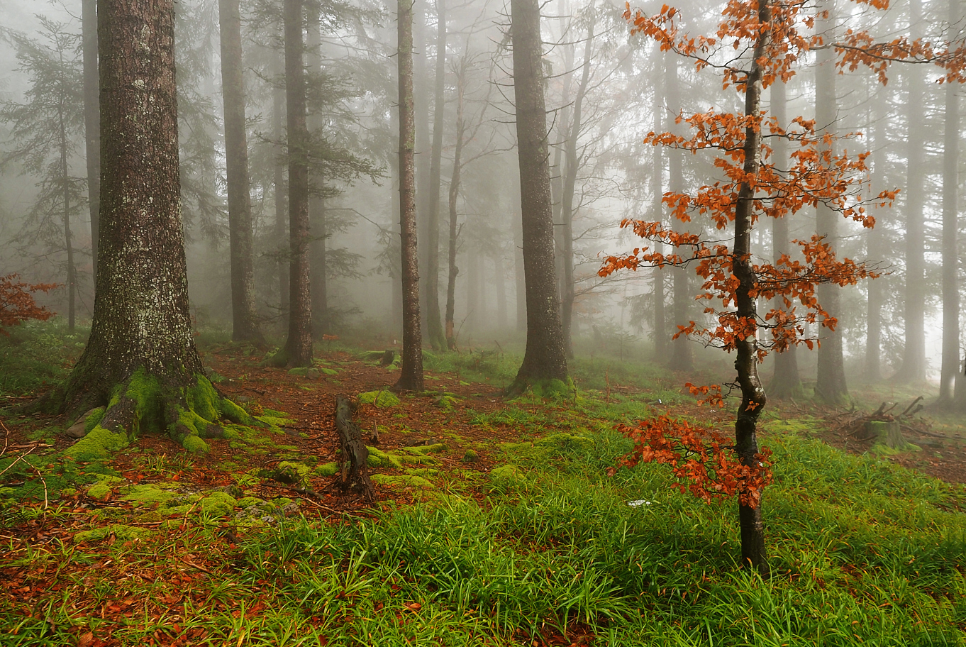 Herbstlicher Wald