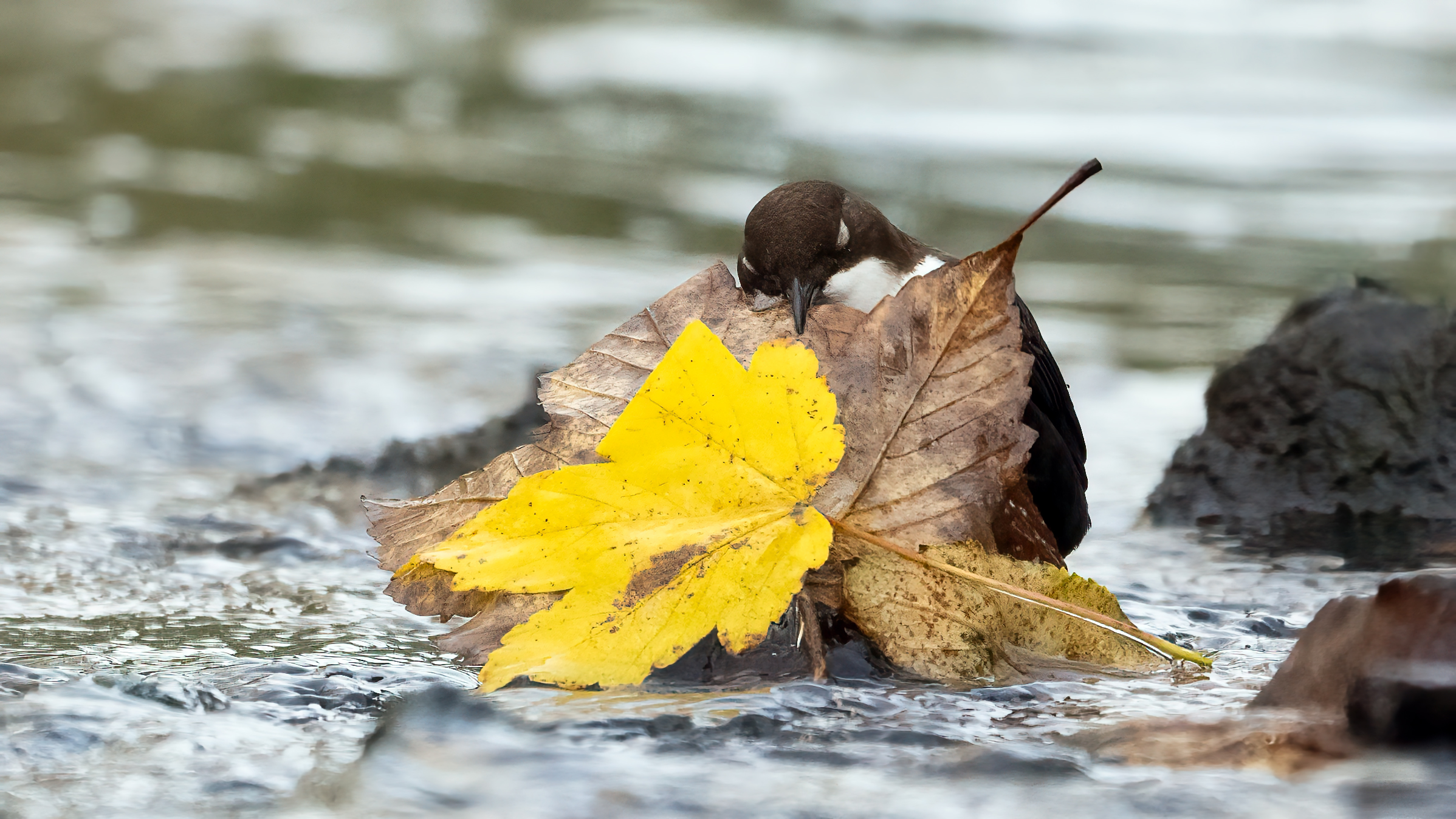 Herbst