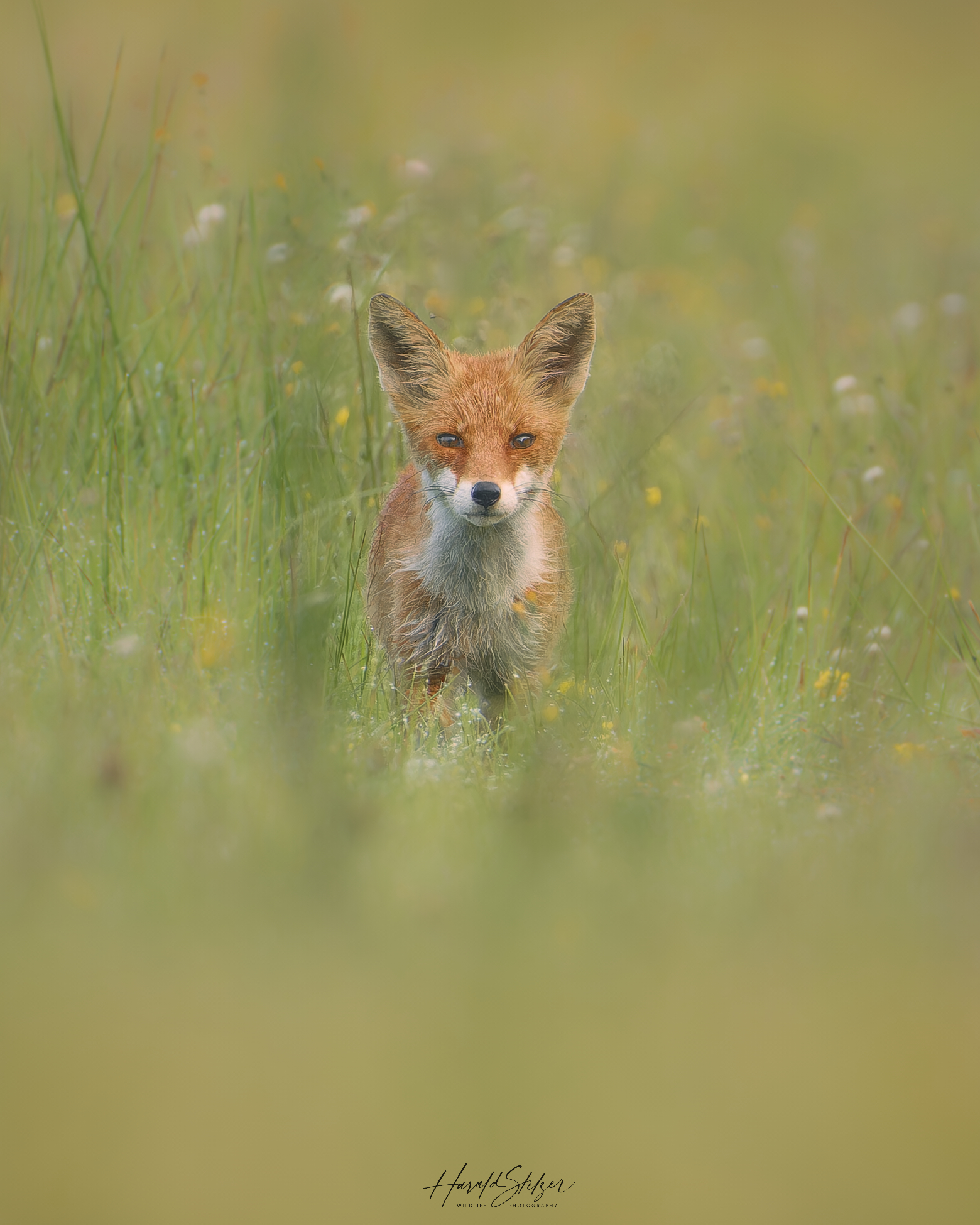 Fuchs in der Wiese