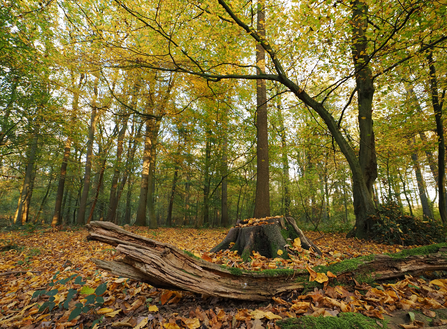 Herbst im Wald