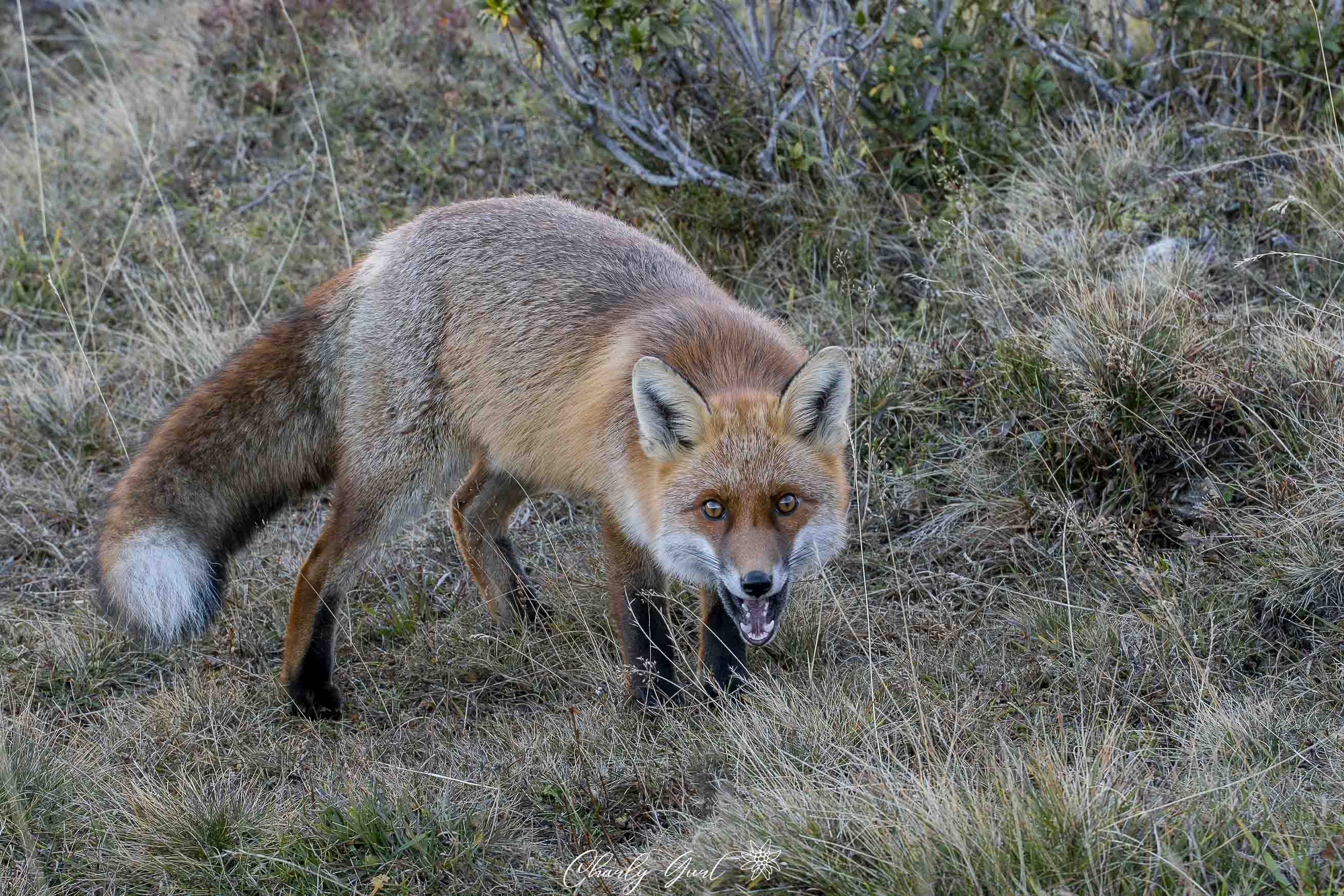 Die Begegnung mit dem Bergfuchs