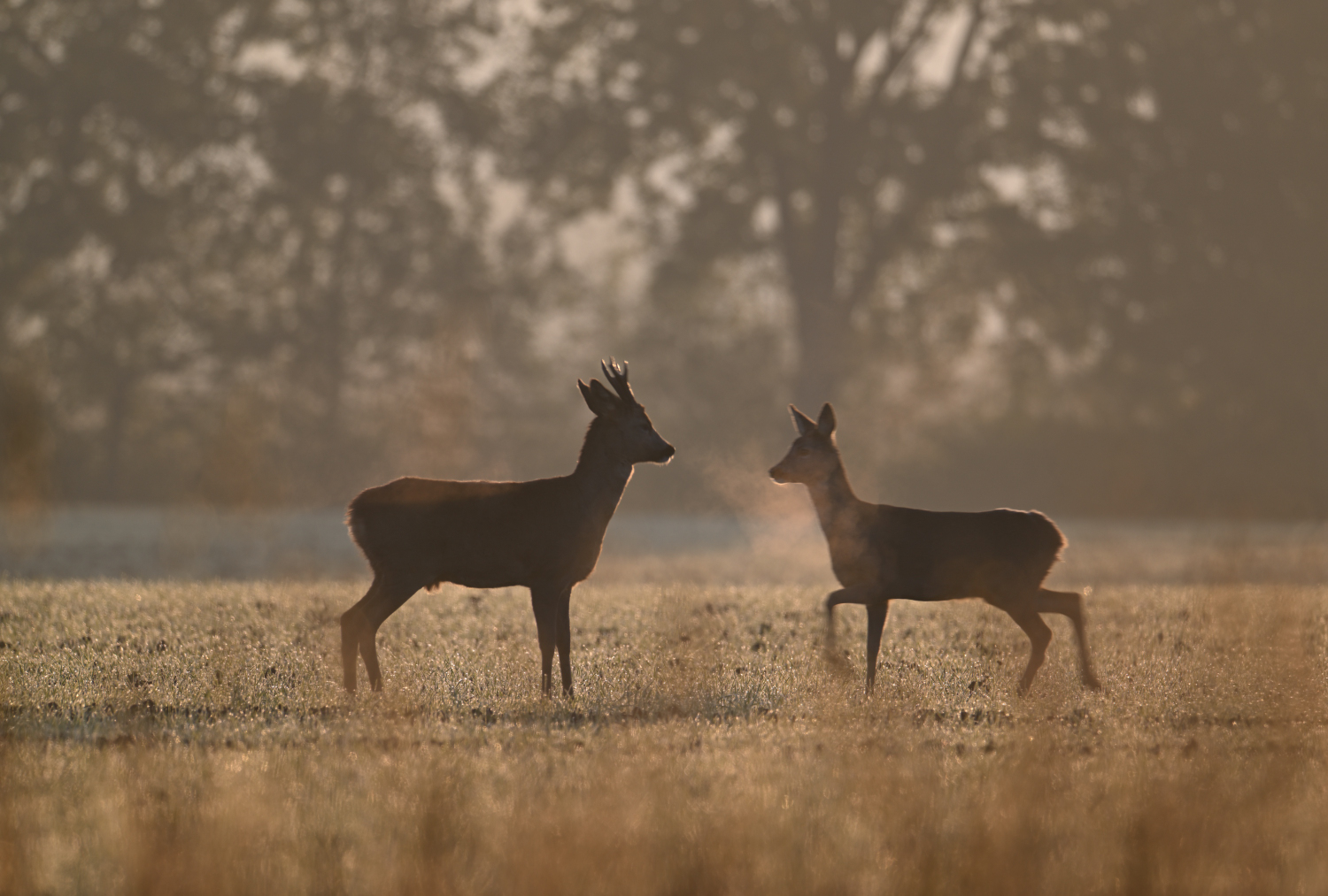 Rehe im Dunst