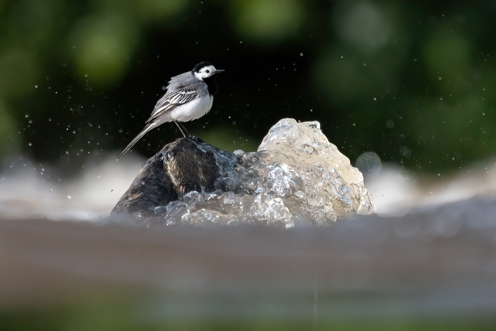 Bachstelze im Wildwasser