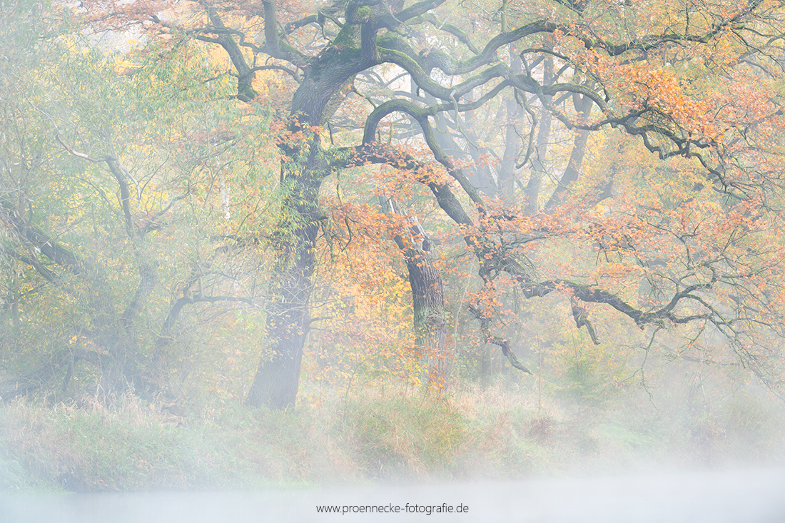 Herbst in der Muldeaue