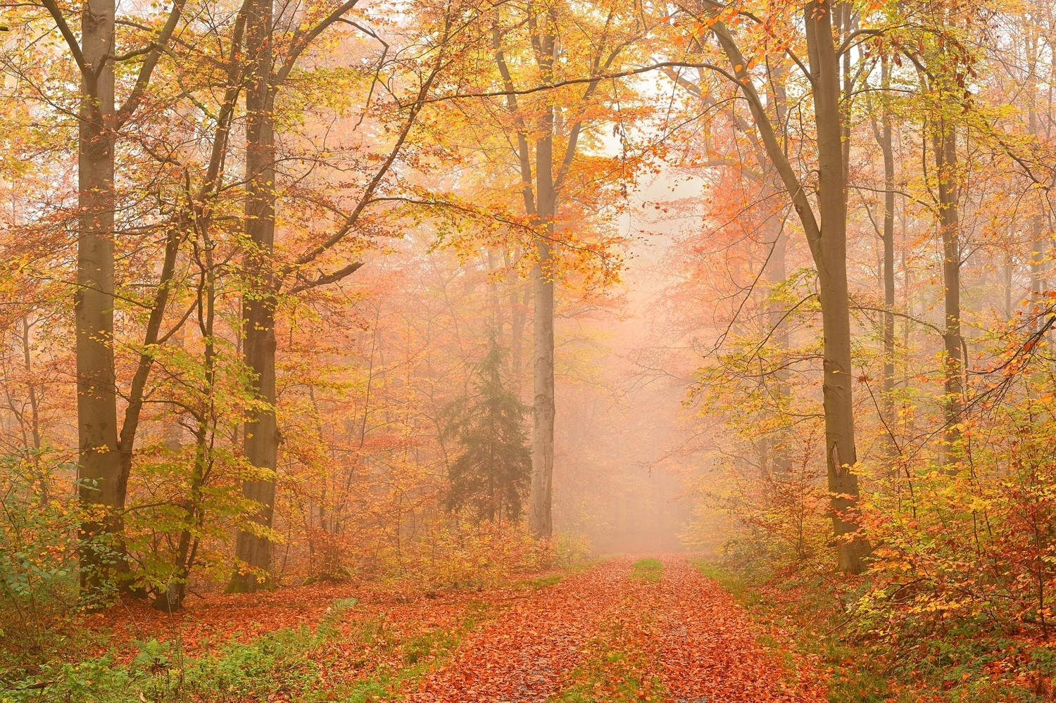 Herbstwald