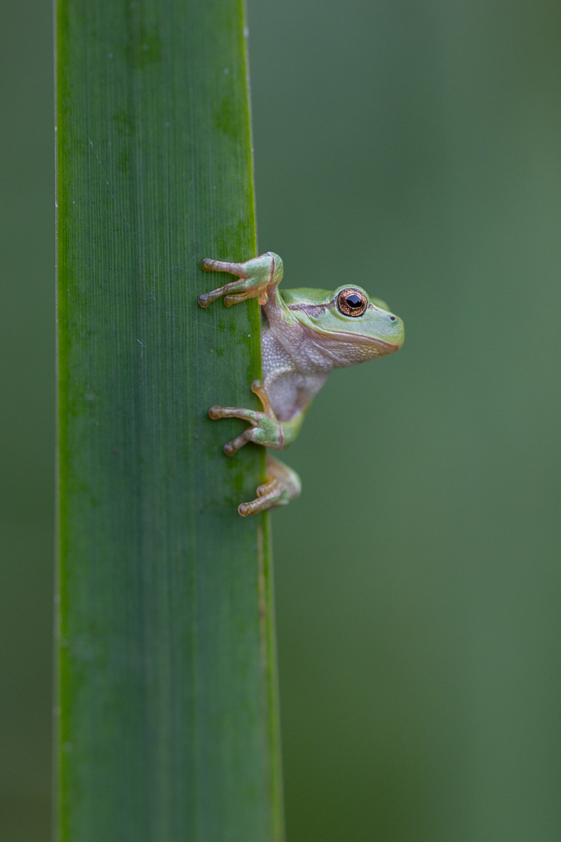 Ein Laubfrosch ...