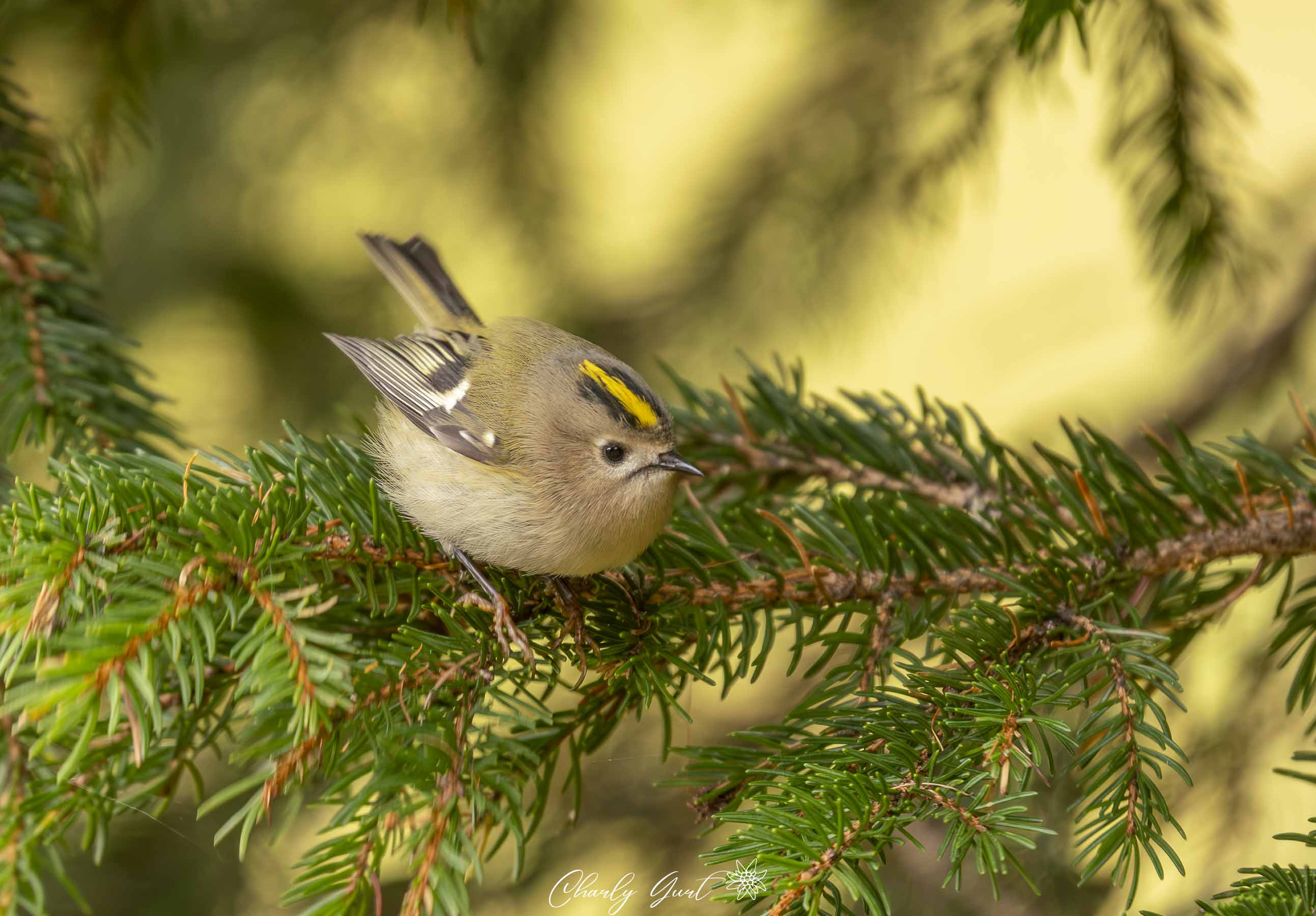 Wintergoldhähnchen