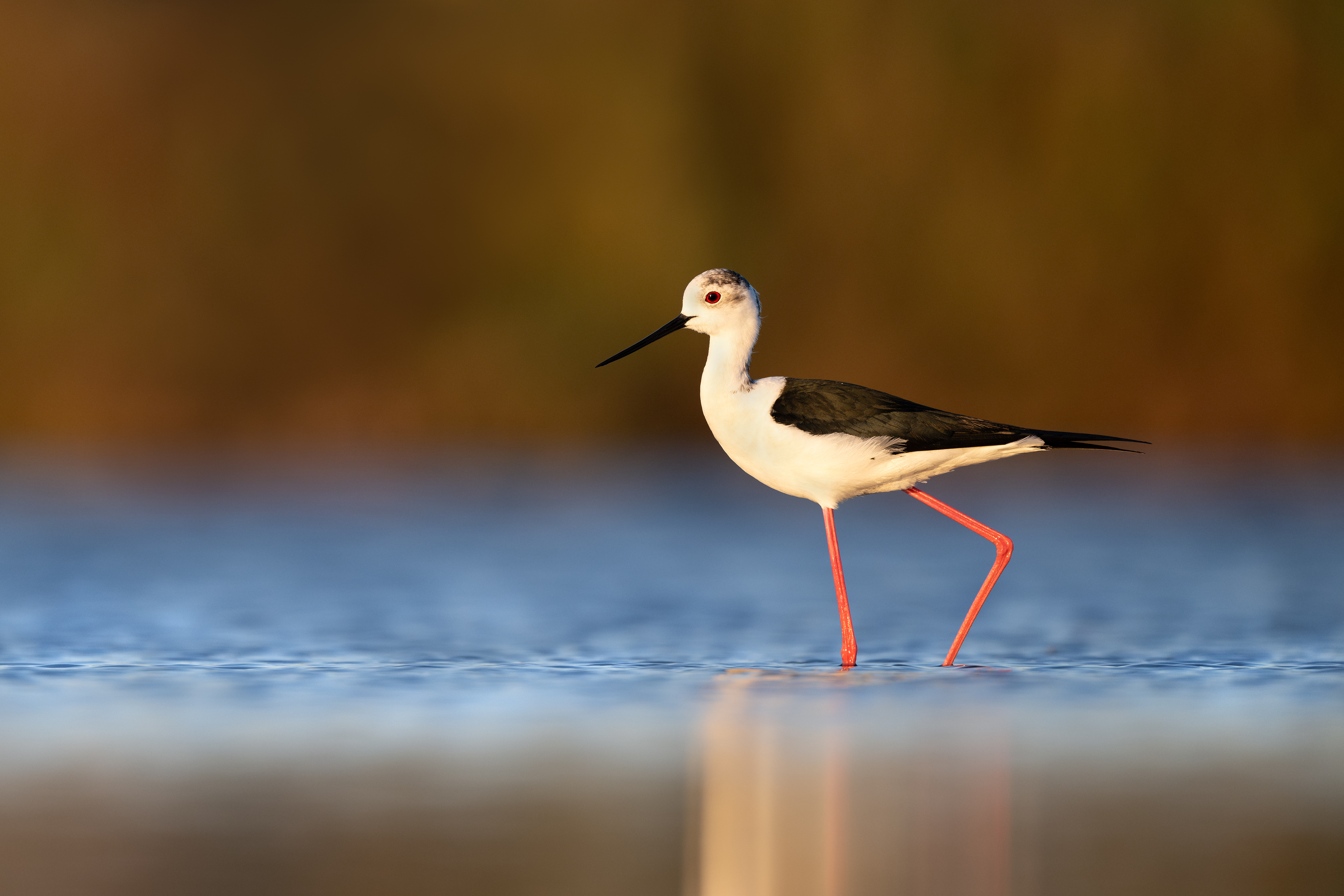 Stelzenläufer im Licht der untergehenden Sonne