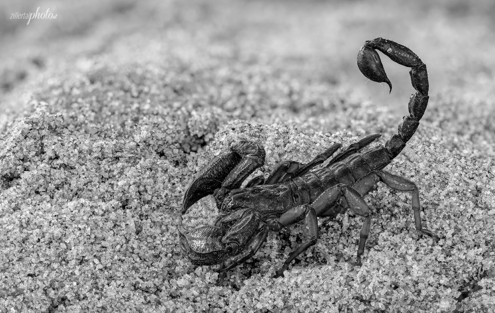 Alpenscorpion - Alpiscorpius Germanus