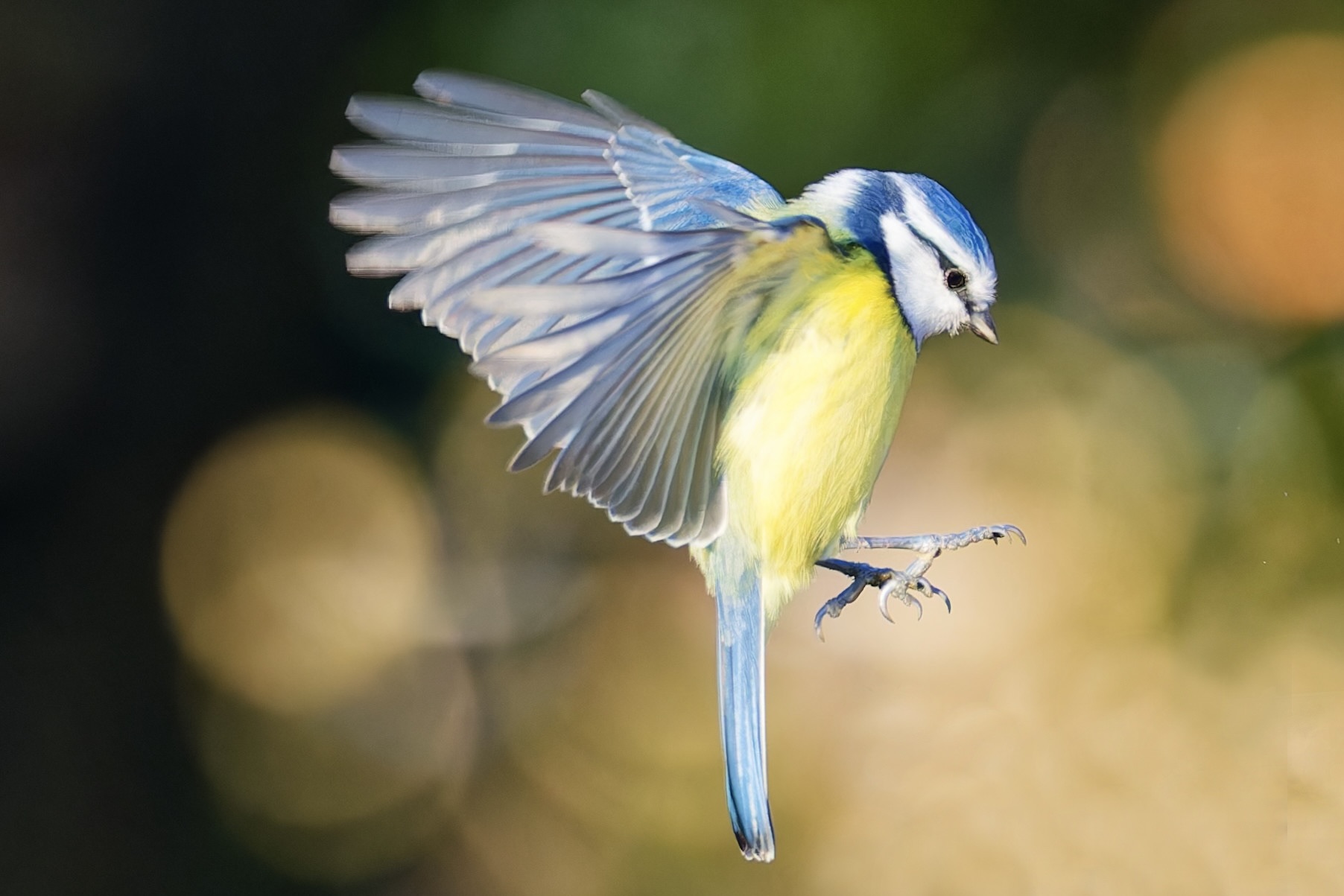 Blaumeise in der Morgensonne