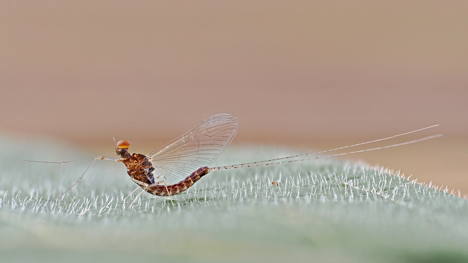 Der Fliegenhaft besucht mich jedes Jahr