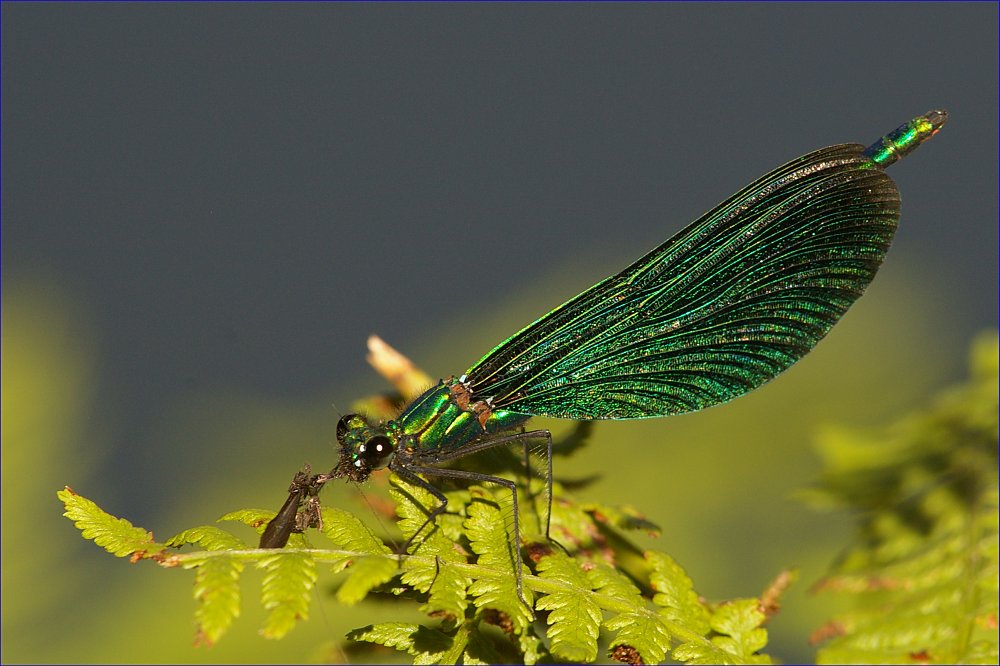 Blauflügel-Prachtlibelle frißt Schnake