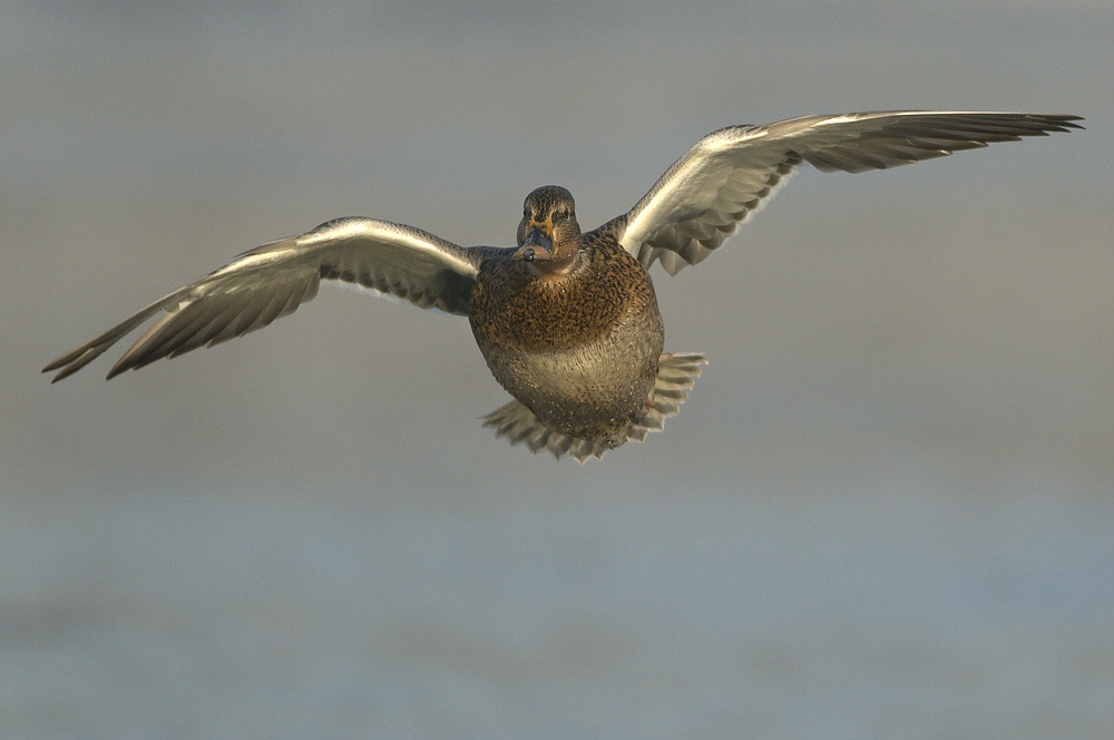 Entenflug