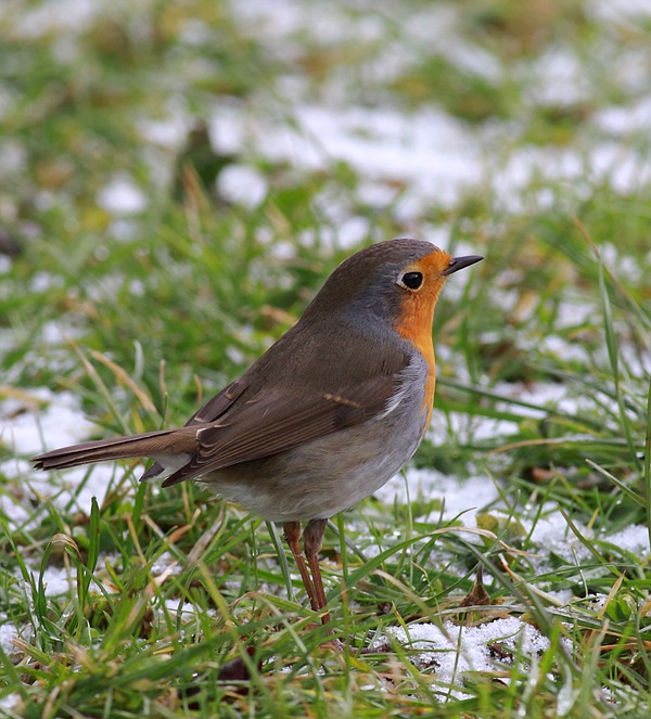 Rotkehlchen (Erithacus rubecula)