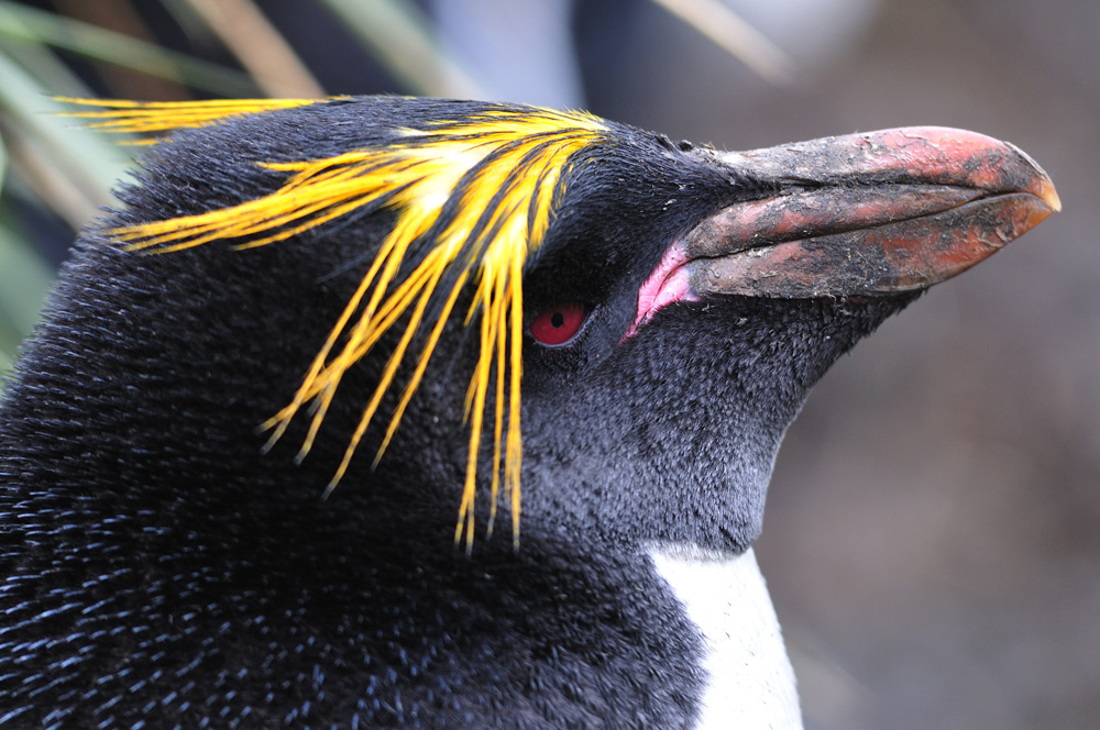 Macaroni-Pinguin - wildlife