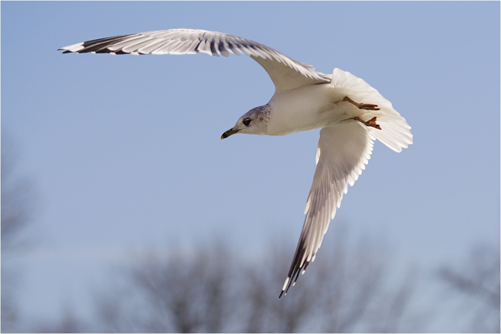 Larus canus