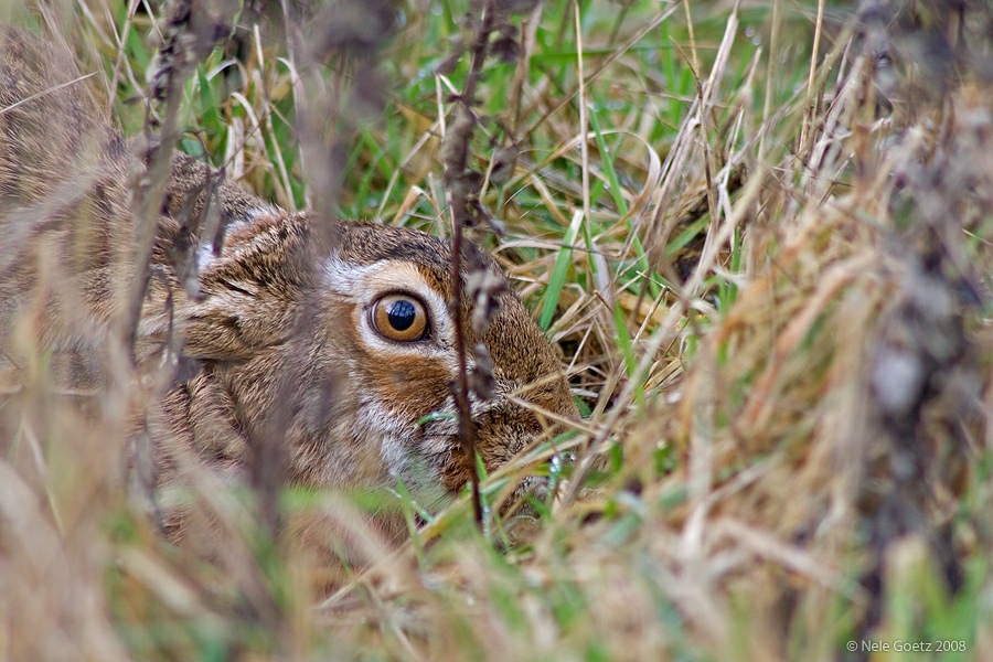 Mein Name ist Hase ...