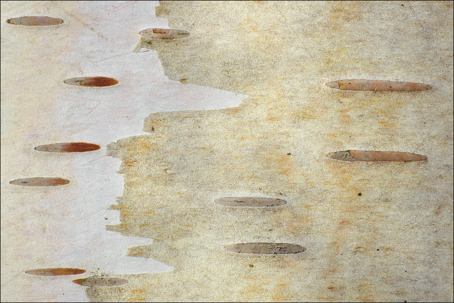 Birkentapete