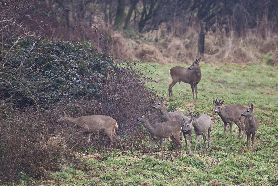 Rehe (Capreolus capreolus)