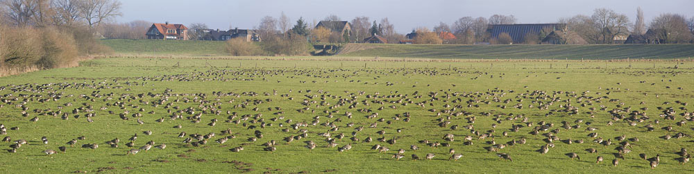 A Haufn Gänse (zu deutsch: viele Gänse)