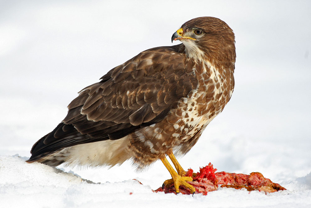 Mäusebussard im Schnee