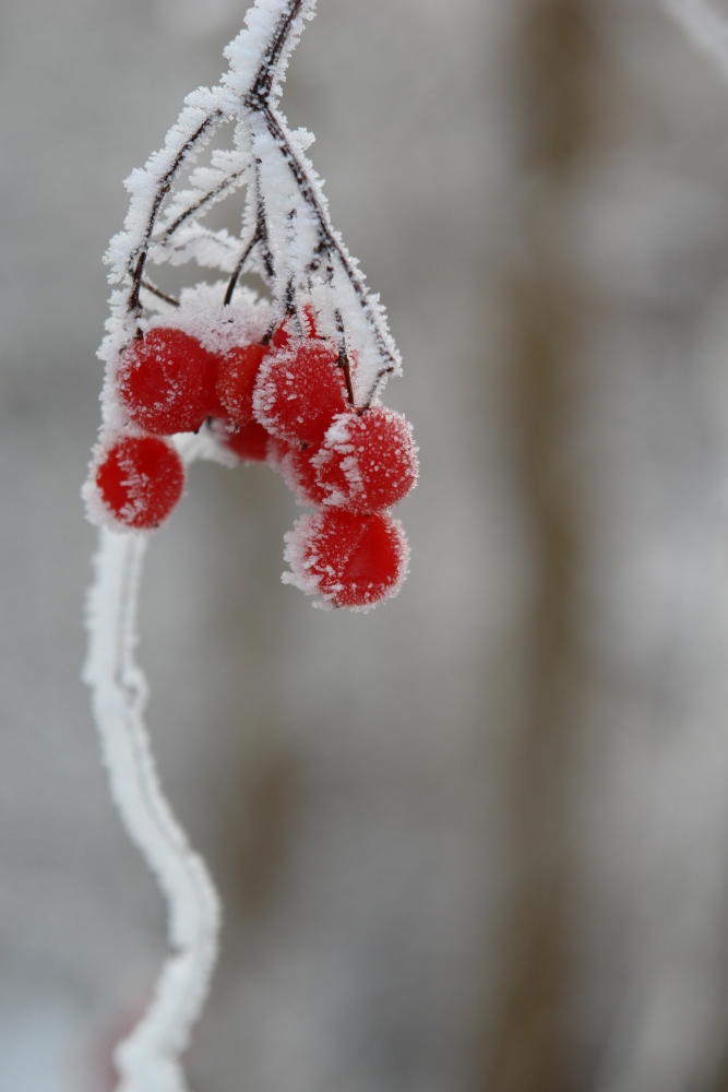 Winterbeeren