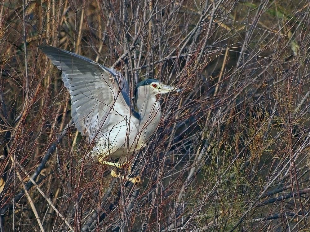 Im Geäst...Nachtreiher (Nycticorax Nycticorax)