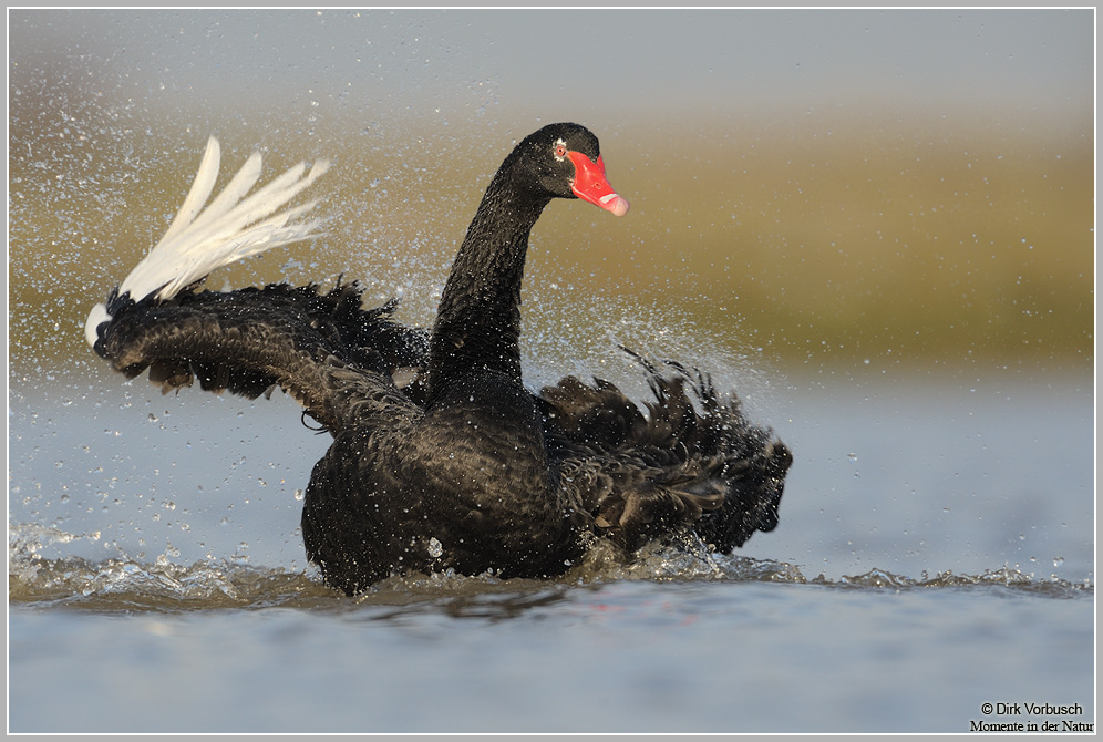 Trauerschwan (Cygnus atratus)