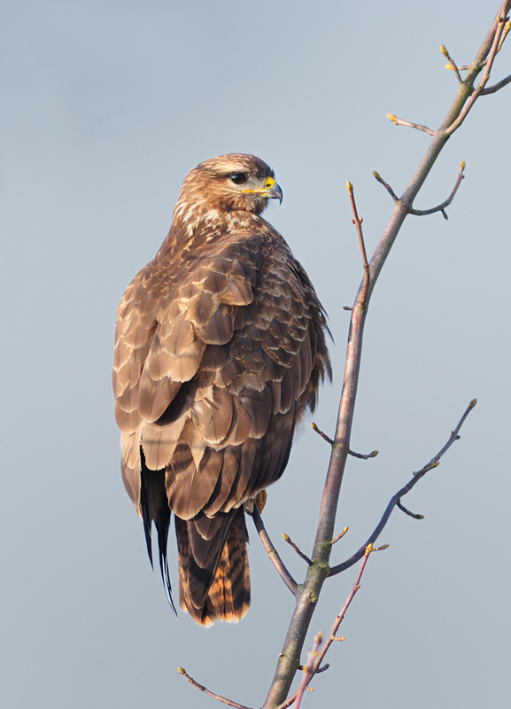 Bussard in Ahorn - PUR